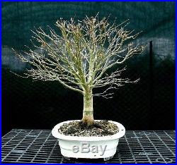 Bonsai Tree Specimen Japanese Maple Sharpes Pygmy JMSPST-1215