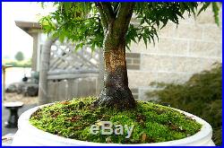 Bonsai Tree Specimen Japanese Maple Sharpes Pygmy JMSPST-911A