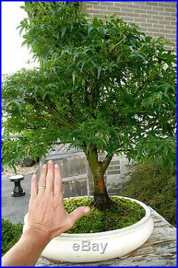 Bonsai Tree Specimen Japanese Maple Sharpes Pygmy JMSPST-911A