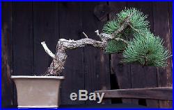 Bonsai Tree Specimen Ponderosa Pine by artist John Wall PPST-705