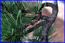 Bonsai Tree Specimen Ponderosa Pine by artist John Wall PPST-705