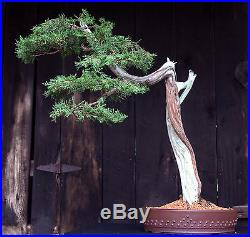 Bonsai Tree Specimen Rocky Mountain Juniper by artist John Wall RMJST-705