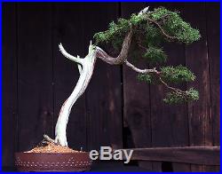 Bonsai Tree Specimen Rocky Mountain Juniper by artist John Wall RMJST-705