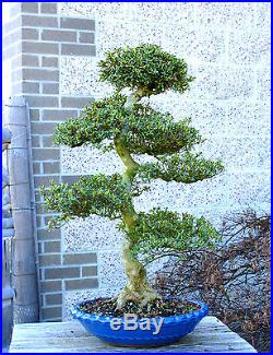 Bonsai Tree Specimen Satsuki Azalea Nikko SANST-218A