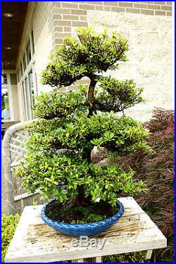 Bonsai Tree Specimen Satsuki Azalea Nikko SANST-411A