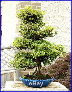 Bonsai Tree Specimen Satsuki Azalea Nikko SANST-411A
