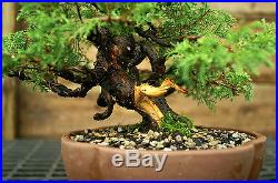 Bonsai Tree Specimen Shimpaku Juniper Itoigawa SJIST-915B
