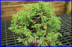 Bonsai Tree Specimen Shimpaku Juniper Itoigawa SJIST-915B