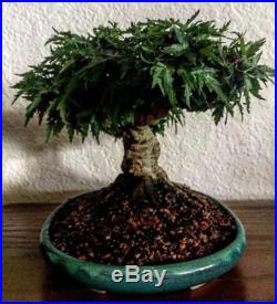 Bonsai Tree Specimen Shohin Kiyohime Maple (Rare)
