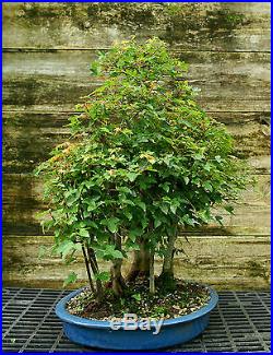 Bonsai Tree Specimen Trident Maple Grove 7 Trees TMSTG7-815