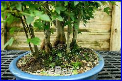 Bonsai Tree Specimen Trident Maple Grove 7 Trees TMSTG7-815