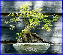 Bonsai Tree Specimen Trident Maple Over Rock TMORST-515A