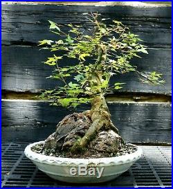 Bonsai Tree Specimen Trident Maple Over Rock TMORST-515A