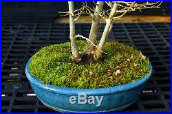 Bonsai Tree Specimen Trident Maple TMST-1027D