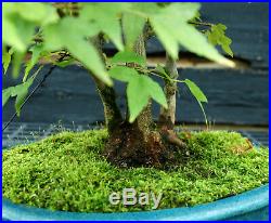 Bonsai Tree Specimen Trident Maple TMST-1027D