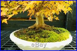 Bonsai Tree Specimen Trident Maple TMST-1030A