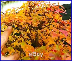 Bonsai Tree Specimen Trident Maple TMST-1030A