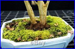 Bonsai Tree Specimen Trident Maple TMST-1215