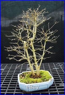 Bonsai Tree Specimen Trident Maple TMST-1215