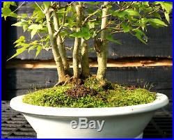Bonsai Tree Specimen Trident Maple TMST-1227A