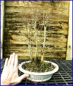 Bonsai Tree Specimen Trident Maple TMST-1227A