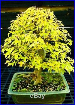 Bonsai Tree Specimen Trident Maple TMST-918A