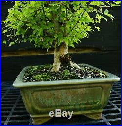 Bonsai Tree Specimen Trident Maple TMST-918A