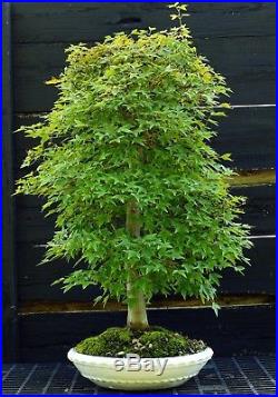 Bonsai Tree Specimen Trident Maple TMST-918C