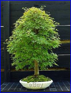 Bonsai Tree Specimen Trident Maple TMST-918C
