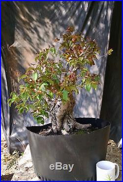 Bonsai Tree, Surinam Cherry, Advanced Prebonsai, Unqiue Melted Trunk