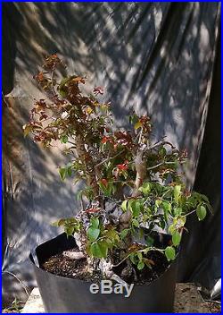 Bonsai Tree, Surinam Cherry, Advanced Prebonsai, Unqiue Melted Trunk