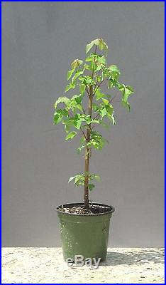 Bonsai Tree, Trident Maple, Acer buergerianum, Live Tree! Starter Tree