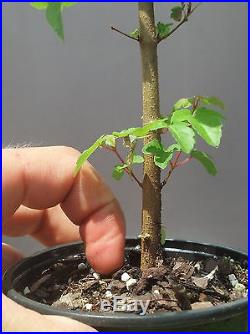 Bonsai Tree, Trident Maple, Acer buergerianum, Live Tree! Starter Tree