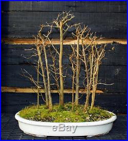 Bonsai Tree Trident Maple Grove 11 Trees TMG11-123