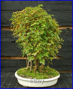 Bonsai Tree Trident Maple Grove 15 Trees TMG15-1103A