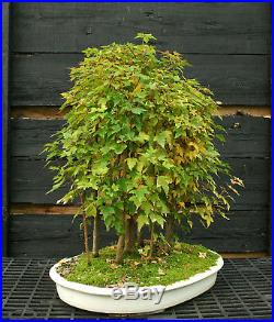 Bonsai Tree Trident Maple Grove 15 Trees TMG15-1103A