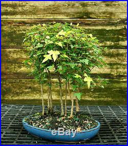 Bonsai Tree Trident Maple Grove 7 Trees TMG7-728C