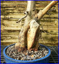 Bonsai Tree Trident Maple Over Rock Field Grown TM-227B