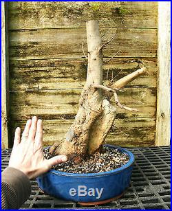 Bonsai Tree Trident Maple Over Rock Field Grown TM-227B