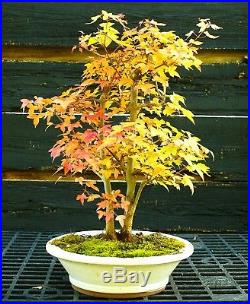 Bonsai Tree Trident Maple TMC-1030A