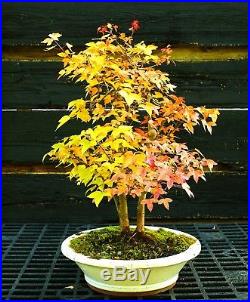 Bonsai Tree Trident Maple TMC-1030A
