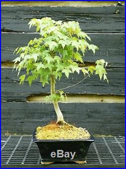 Bonsai Tree Trident Maple TM-1030A
