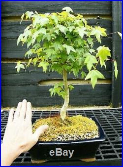 Bonsai Tree Trident Maple TM-1030A