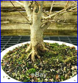 Bonsai Tree Trident Maple TM-1129B