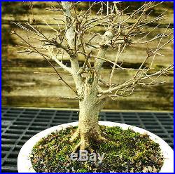 Bonsai Tree Trident Maple TM-1129B
