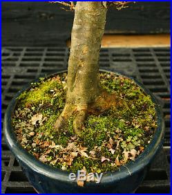 Bonsai Tree Trident Maple TM-1130A