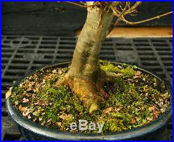 Bonsai Tree Trident Maple TM-1130A