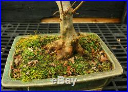 Bonsai Tree Trident Maple TM-1130C
