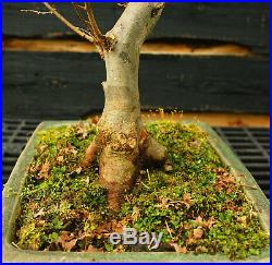 Bonsai Tree Trident Maple TM-1130C