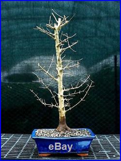 Bonsai Tree Trident Maple TM-1215E